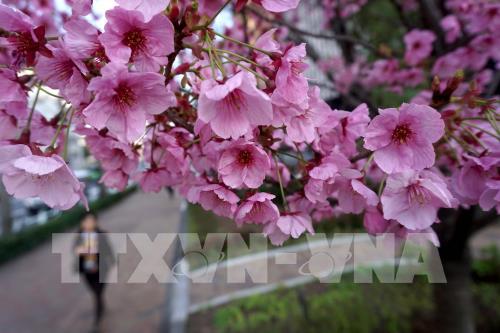 Choáng ngợp với vẻ đẹp Nhật Bản mùa hoa anh đào nở rộ