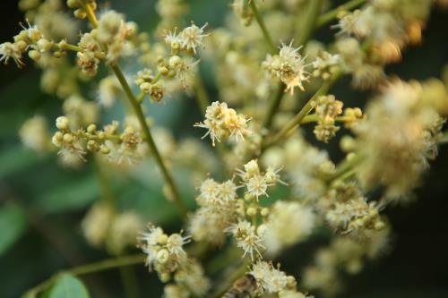 Về Hưng Yên mùa hoa nhãn nở vàng