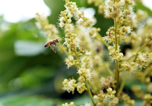 Về Hưng Yên mùa hoa nhãn nở vàng