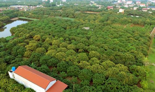 Về Hưng Yên mùa hoa nhãn nở vàng