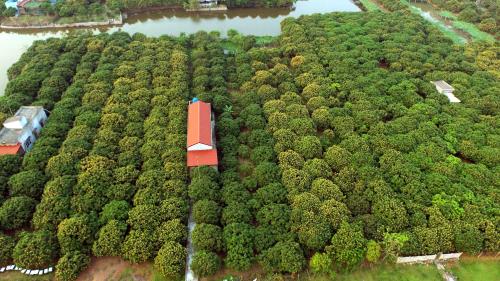 Về Hưng Yên mùa hoa nhãn nở vàng