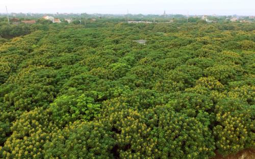 Về Hưng Yên mùa hoa nhãn nở vàng