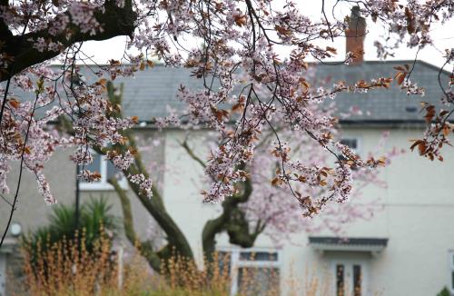 Vẻ đẹp mong manh của hoa anh đào London 