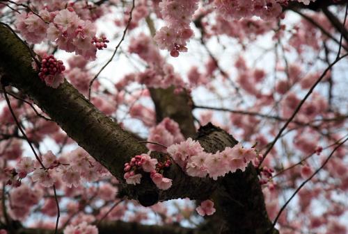 Vẻ đẹp mong manh của hoa anh đào London 