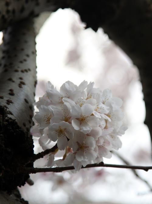 Vẻ đẹp mong manh của hoa anh đào London 