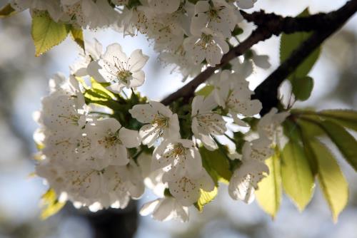 Vẻ đẹp mong manh của hoa anh đào London 