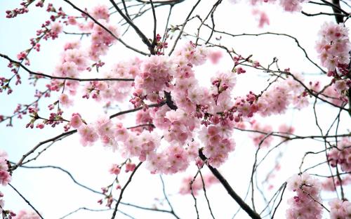 Vẻ đẹp mong manh của hoa anh đào London 