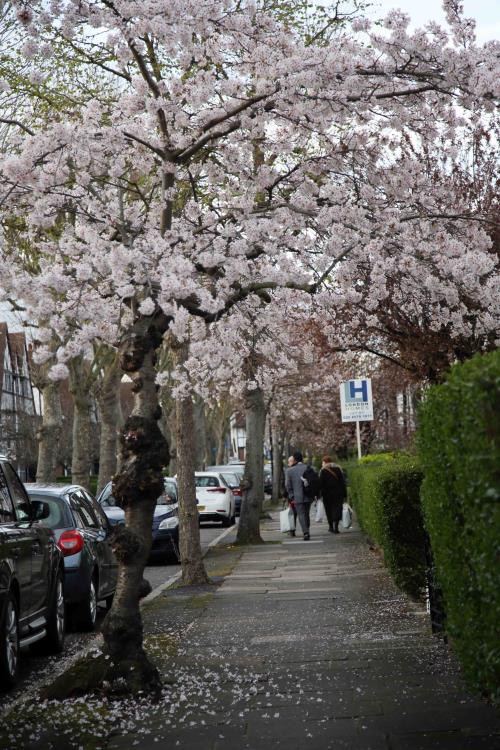 Vẻ đẹp mong manh của hoa anh đào London 