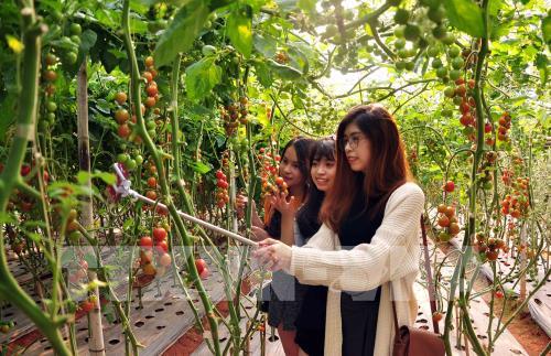 Du lịch khám phá vườn rau công nghệ cao ở Đà Lạt "hút" khách