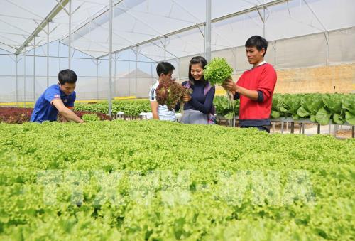 Du lịch khám phá vườn rau công nghệ cao ở Đà Lạt "hút" khách