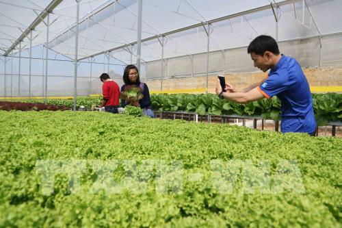 Du lịch khám phá vườn rau công nghệ cao ở Đà Lạt "hút" khách