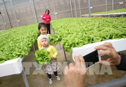 Du lịch khám phá vườn rau công nghệ cao ở Đà Lạt "hút" khách