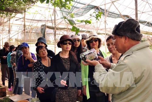 Du lịch khám phá vườn rau công nghệ cao ở Đà Lạt "hút" khách