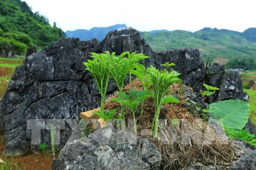 Vẻ đẹp hút hồn của cao nguyên đá Tủa Chùa