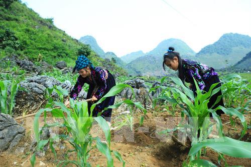 Vẻ đẹp hút hồn của cao nguyên đá Tủa Chùa