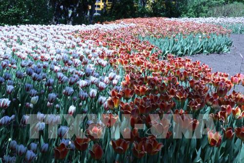 Thủ đô Ottawa rực rỡ hoa tulip mừng Canada tròn 150 tuổi