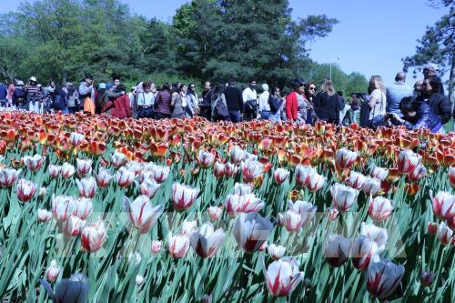 Thủ đô Ottawa rực rỡ hoa tulip mừng Canada tròn 150 tuổi
