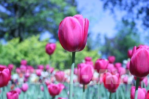 Thủ đô Ottawa rực rỡ hoa tulip mừng Canada tròn 150 tuổi
