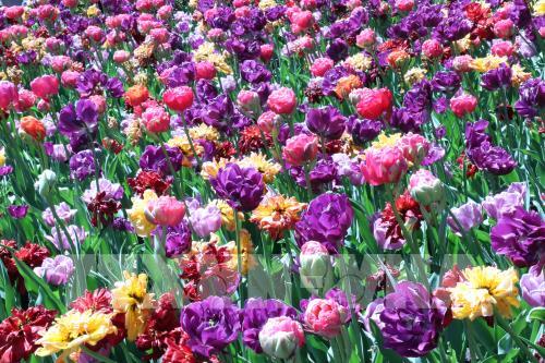 Thủ đô Ottawa rực rỡ hoa tulip mừng Canada tròn 150 tuổi