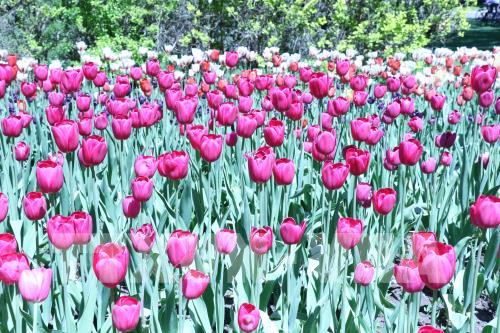 Thủ đô Ottawa rực rỡ hoa tulip mừng Canada tròn 150 tuổi