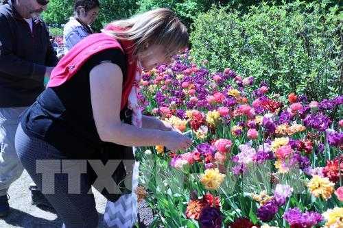 Thủ đô Ottawa rực rỡ hoa tulip mừng Canada tròn 150 tuổi