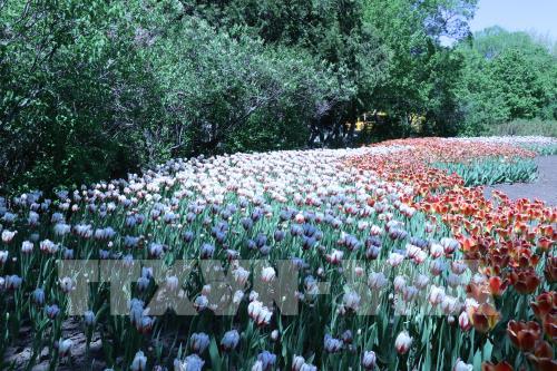 Thủ đô Ottawa rực rỡ hoa tulip mừng Canada tròn 150 tuổi