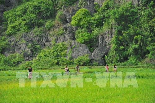 Mùa vàng đẹp như tranh ở Tam Cốc, Ninh Bình