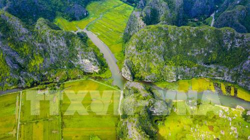 Mùa vàng đẹp như tranh ở Tam Cốc, Ninh Bình