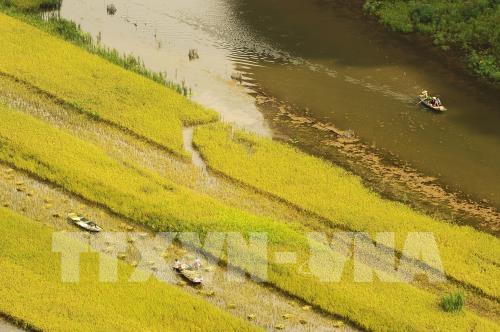 Mùa vàng đẹp như tranh ở Tam Cốc, Ninh Bình