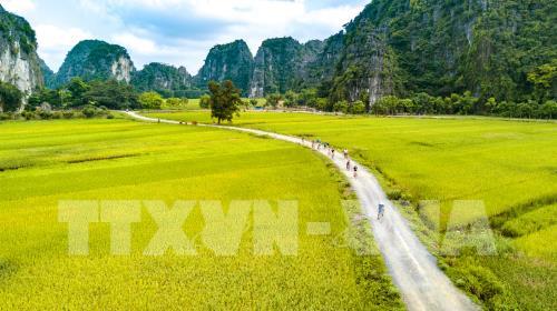 Mùa vàng đẹp như tranh ở Tam Cốc, Ninh Bình