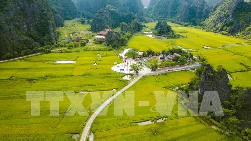 Mùa vàng đẹp như tranh ở Tam Cốc, Ninh Bình