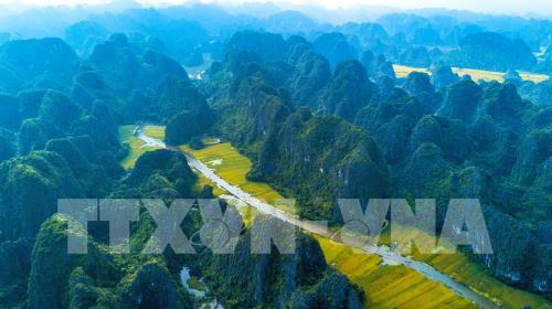 Mùa vàng đẹp như tranh ở Tam Cốc, Ninh Bình