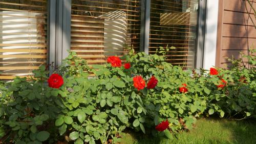 Cận cảnh biệt thự hoa hồng độc đáo cách Hà Nội 40 phút chạy xe