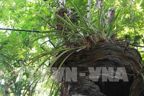 Độc đáo Khu bảo tồn lan rừng Troh Bư-Buôn Đôn