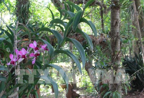 Độc đáo Khu bảo tồn lan rừng Troh Bư-Buôn Đôn