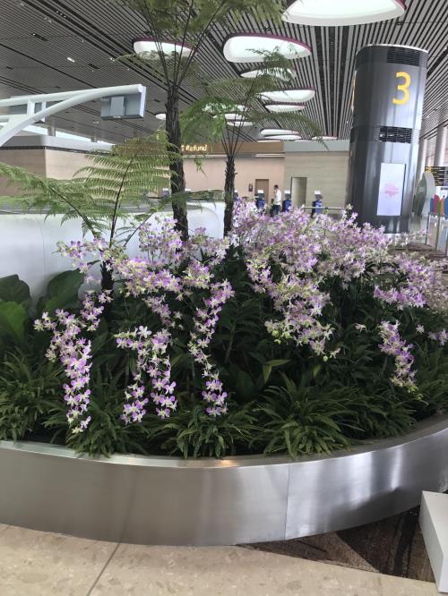 Nhà ga T4- Sân bay Changi (Singapore) có gì đặc biệt?