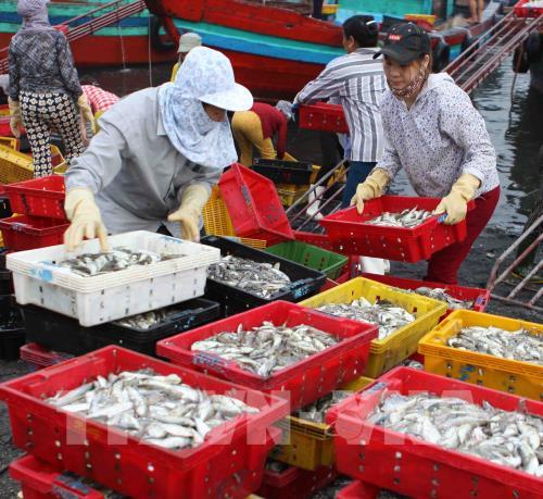 Tấp nập bến cá Nghi Thủy (Nghệ An)