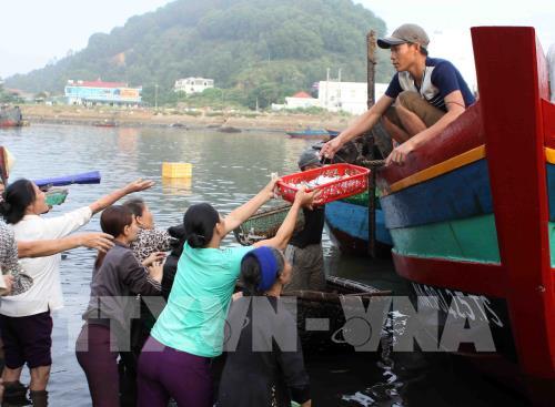 Tấp nập bến cá Nghi Thủy (Nghệ An)