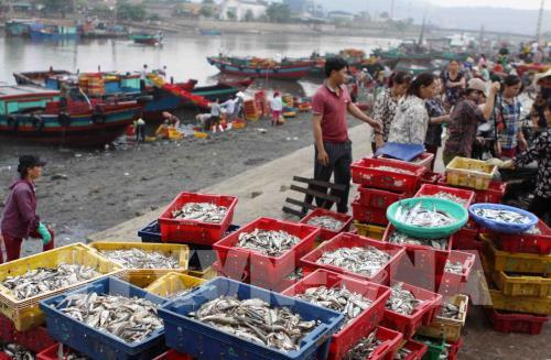 Tấp nập bến cá Nghi Thủy (Nghệ An)