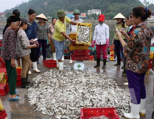 Tấp nập bến cá Nghi Thủy (Nghệ An)