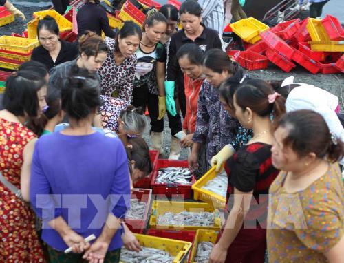 Tấp nập bến cá Nghi Thủy (Nghệ An)