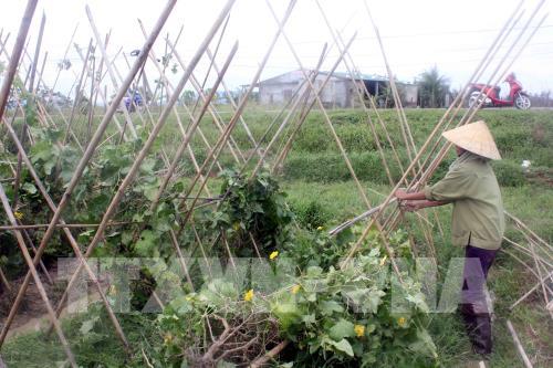 Chùm ảnh các địa phương tập trung khắc phục hậu quả do bão số 10 gây ra