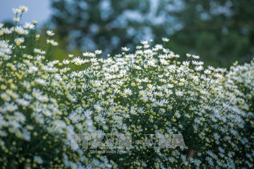 Hà Nội - mùa cúc họa mi về