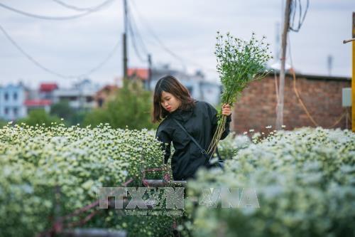 Hà Nội - mùa cúc họa mi về