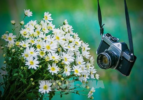 Hà Nội - mùa cúc họa mi về