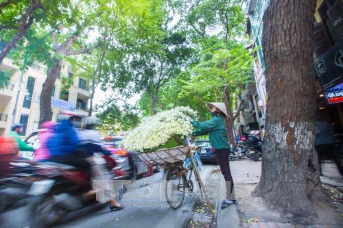 Hà Nội - mùa cúc họa mi về