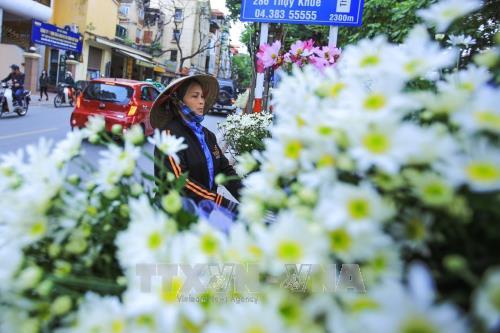 Hà Nội - mùa cúc họa mi về