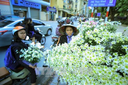 Hà Nội - mùa cúc họa mi về