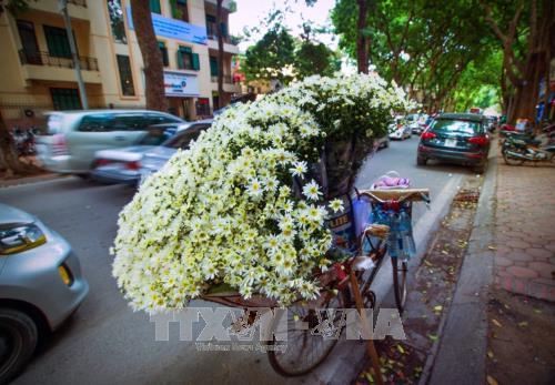 Hà Nội - mùa cúc họa mi về