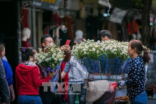 Hà Nội - mùa cúc họa mi về